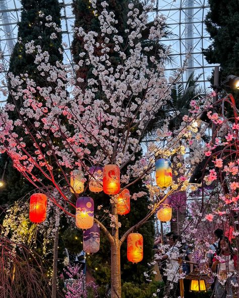 Unable to be in Japan for Sakura this year, I opted for the next best thing: the Sakura festival @gardensbythebay, evoking cherished memories of strolling through Kyoto during cherry blossom season. 🌸🌸 While not as awe-inspiring as Japan’s Sakura trees, the air-conditioned flower dome is enchantingly transformed into a cherry blossom century, bringing a taste of spring to Singapore. If you’re yearning for a glimpse of Japanese cherry blossoms, I highly recommend checking it out! The floral... Japanese Cherry Blossom Festival, Sakura Festival Japan, Sakura Festival, Sakura Trees, Flower Dome, Japanese Cherry Blossoms, Blossom Season, Cherry Blossom Festival, Cherry Blossom Season