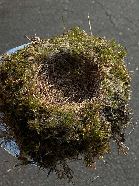 Aesthetic bird nest #moss #birds Bird Nest Aesthetic, Bird Nest Photography, Nest Aesthetic, Harpy Character, Nature Guardian, Aesthetic Bird, Mc Builds, Robins Nest, Green Bird