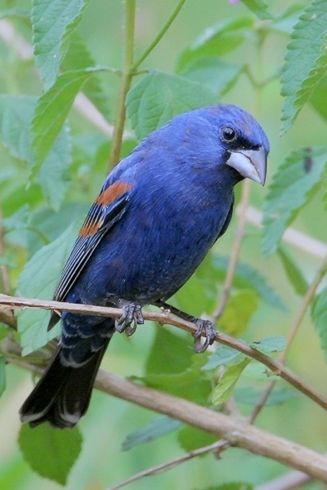 Blue-grosbeak Grosbeak Bird, Blue Grosbeak, Northern Mexico, World Birds, Migratory Birds, Different Birds, Kinds Of Birds, Wild Creatures, Rare Birds