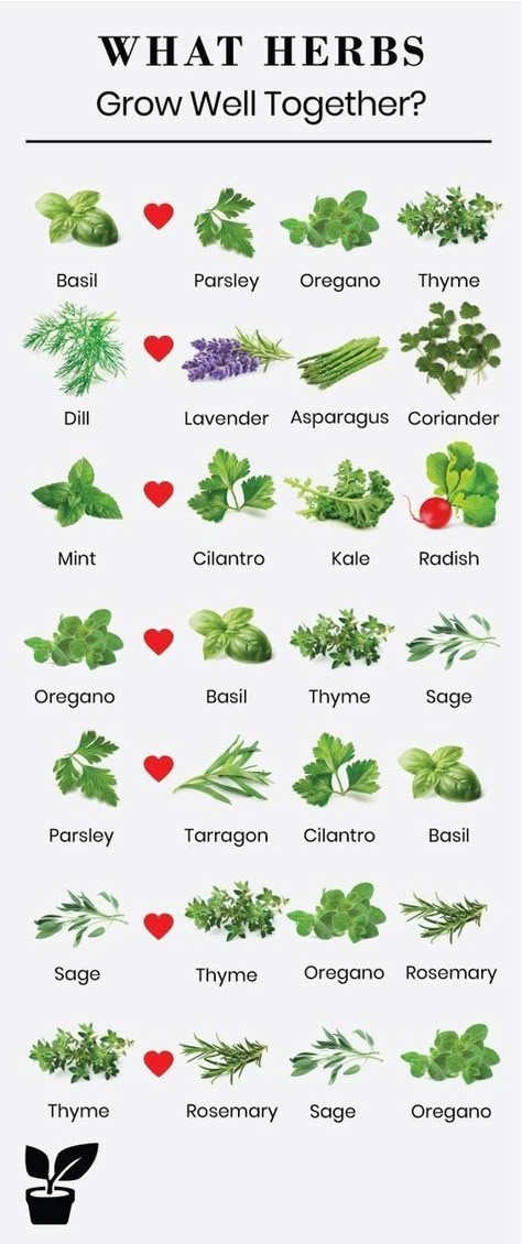 What Herbs Grow Well Together, Herb Companion Planting, Plantarea Legumelor, Companion Gardening, Outdoor Herb Garden, Salad Aesthetic, Garden Growing, Indoor Herb Garden, Herbs Indoors