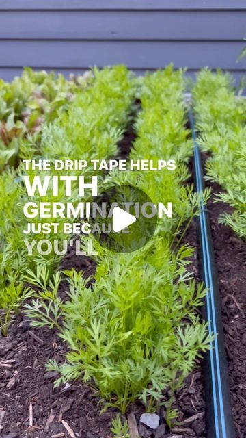 Seattle Urban Farm Co | Garden Creators on Instagram: "Vegetables need a reliable water supply. 💧They have to grow a lot in a short period of time, and water is a crucial element to a successful harvest. We love drip irrigation, specifically with drip tapes. Tapes were designed for farm-scale irrigation but are also the best option for the home garden. They are easy to install, easy to fix, and work well. We usually get 15 mil drip tape with emitters spaced every 8”. We space tapes a foot apart and this allows us to plant anywhere in the bed and know that every crop will get all the water it needs. 🌱♥️ . . . #dripirrigation #irrigation #savewater" Irrigation Diy, Landscape Irrigation, Drip Irrigation Diy, Drip Tape, Edible Gardens, Urban Farm, Drip Irrigation System, Drip Irrigation, Urban Farming