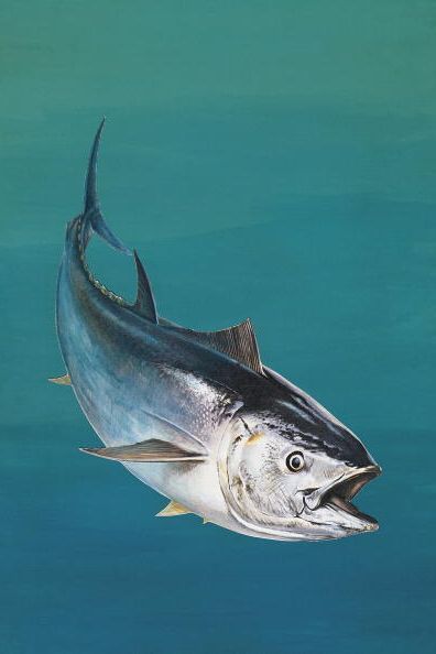 Atlantic Bluefin Tuna, Fish Benefits, Ocean Food, Loggerhead Sea Turtle, Bluefin Tuna, Tuna Fishing, Travel Ireland, Gray Whale, Tuna Fish