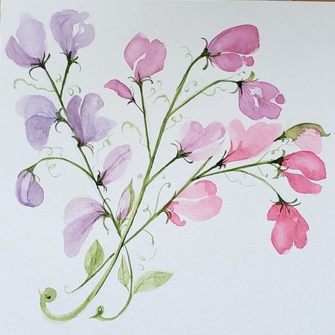 Watercolour Sweet Pea, Sweet Pea Line Art, Sweet Pea Drawing Simple, Watercolor Sweet Peas, Sweet Pea Flowers Drawing, Sweet Pea Watercolor, Sweet William Flowers, Miniature Watercolor, Complex Art