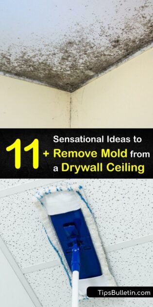 Water damage makes mold grow on your drywall ceiling or popcorn ceiling. It’s crucial to destroy mold spores and begin mold removal promptly. Clean mold with DIY tricks using baking soda or white vinegar, and prevent mold growth by controlling humidity. #remove #mold #drywall #ceiling Mold On Bathroom Ceiling, Remove Mold From Walls, Diy Mold Remover, Remove Mold From Shower, Clean Black Mold, Bathroom Mold Remover, How To Remove Mold, Cleaning Ceilings, Remove Mold