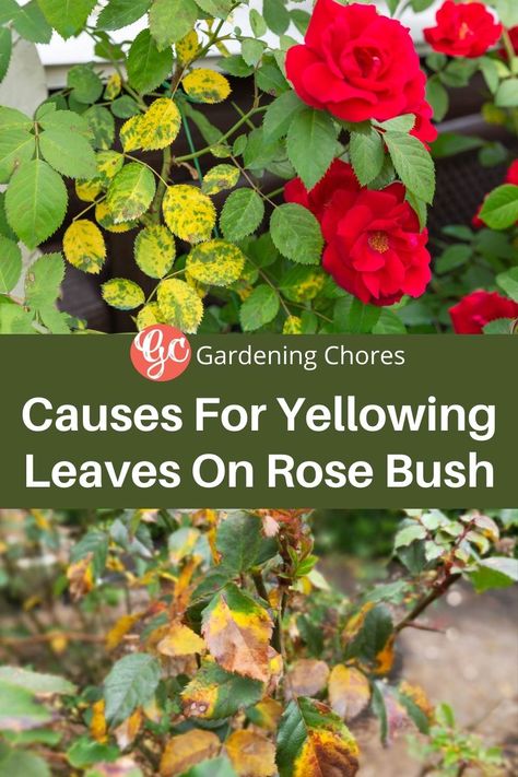 Causes of Yellow Leaves on Rose Bush How To Care For Roses Bushes, Taking Care Of Roses, When To Fertilize Roses, Pruning Rose Bushes In The Fall, Trim Rose Bushes, Rose Diseases Leaves, Rose Leaves Turning Yellow, Rose Diseases, Rose Bush Care