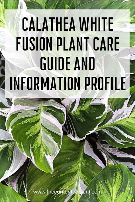 Calathea Stella, White Fusion Calathea, Germination Station, Calathea White Fusion Care, Calathea Types, Calathea Plant Care, Calathea Couture, Beauty Star Calathea, Calathea Network Plant