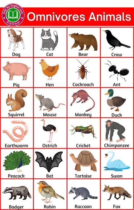 Omnivores Animals, Animals Name List, Carnivores Herbivores Omnivores, Omnivorous Animals, Herbivorous Animals, General Knowledge For Kids, Animal Pictures For Kids, Animals Name In English, Animals Name