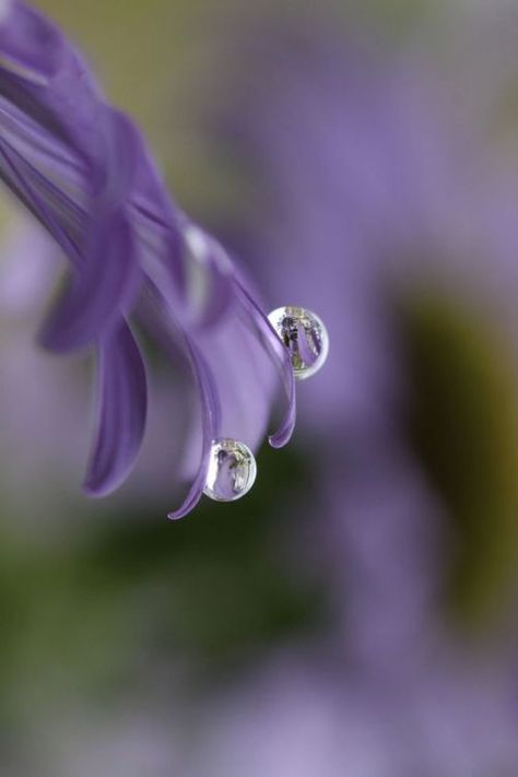 ❥ ❥ Water Drop Photography, Foto Macro, Drip Drop, Drops Of Water, Macro Flower, Water Photography, Water Element, Water Art, Macro Photos