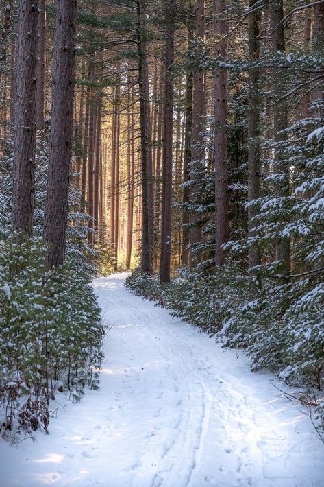 Snowy Woods, Winter Woods, Snowy Forest, Winter Nature, Winter Wood, Winter Magic, Winter Scenery, Winter Beauty, Winter Pictures