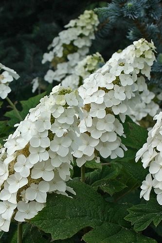 Strawberry Hydrangea, Types Of Hydrangeas, Plant Notes, Hydrangea Quercifolia, Oakleaf Hydrangea, Hydrangea Care, Zone 9, Planting Hydrangeas, Sun And Water