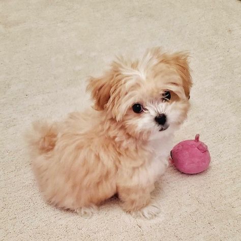 Red Maltipoo, Toy Maltipoo, Maltipoo Breeders, Tiny Toy Poodle, Teacup Maltipoo, Maltipoo Puppies For Sale, Maltipoo Dog, Maltipoo Puppies, Cavapoo Puppies For Sale