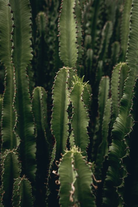 Tall Cactus Plants, Tall Cactus, Cactus Images, Cactus Pictures, Forest Photos, Green Cactus, House Plant Care, Screen Saver, Aesthetic Colors