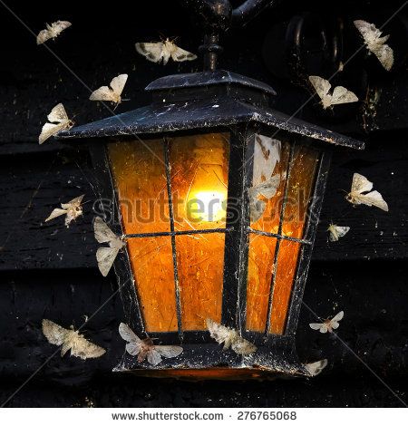 Vintage Street Light, Moths Flying, Moth Fly, Moth Drawing, Night Circus, Ap Art, Luz Natural, Through The Looking Glass, Street Light