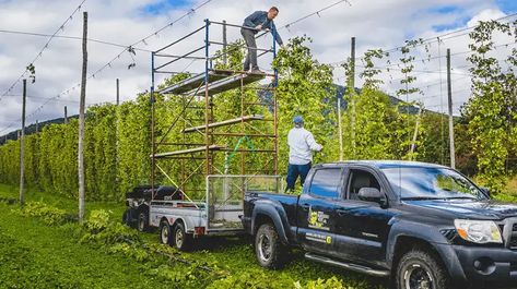 How to Start a Hop Farm Hop Farm, Beer Making Process, Hops Vine, Hops Plant, Hop Flower, Trellis System, Small Business Trends, Cash Crop, Beer Making