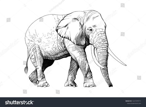 Elephant Hand Drawn Illustrations Originals No Stock Illustration 1221979711 Tattoo Elephant, Elephant Sketch, Elephant Images, Elephant Illustration, Elephant Drawing, Forest Background, Asian Elephant, Indian Elephant, Elephant Tattoos