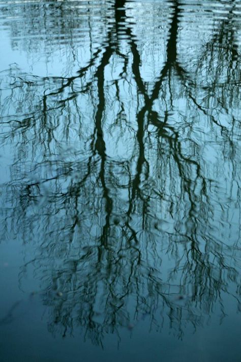 Distortion/Reflection in water #3. Taken 11/01/14. Reflections In Nature, Water Surface Photography, Trees Reflecting On Water, Bing Wright, Water Distortion, Distorted Reflection, Devised Theatre, Water Reflection Photography, Yupo Paper Art