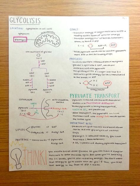 Dietitian Study Notes, Biochemistry Notes, Photosynthesis And Cellular Respiration, Studie Hacks, Mcat Study, Cellular Respiration, Biology Classroom, Biology Lessons, Nursing School Notes