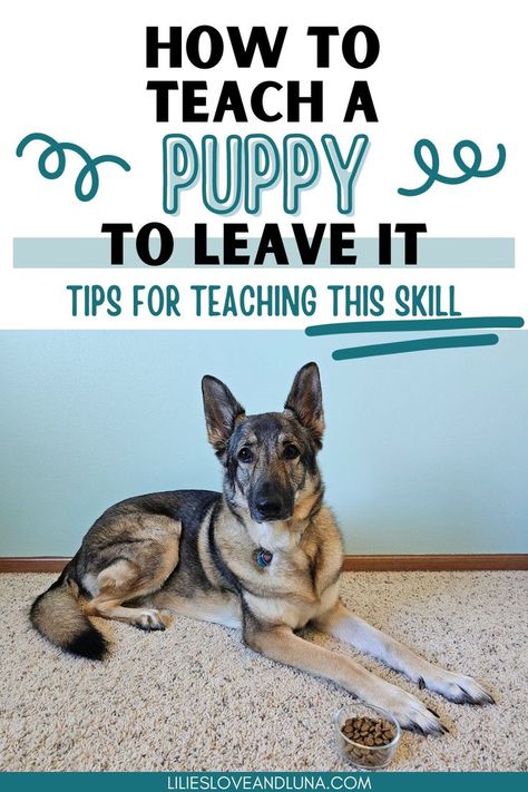 Pin image of a German Shepherd lying next to a bowl of kibble with a text overlay that reads how to teach a puppy to leave it: tips for teaching this skill. Things To Teach Your Dog, Dog Tricks Easy, Dog Trends, Dogs Diy Projects, Dog Obedience Training, Puppies Tips, Dog Haircuts, House Training Dogs, Dog Training Advice