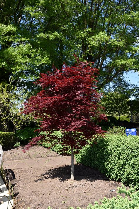 Click to view full-size photo of Fireglow Japanese Maple (Acer palmatum 'Fireglow') at Oakland Nurseries Inc Fireglow Japanese Maple Tree, Fireglow Japanese Maple, Small Landscape Trees, Bloodgood Japanese Maple, Spring Landscaping, Yard Inspiration, Low Maintenance Shrubs, Roof Gardens, Spring Planting