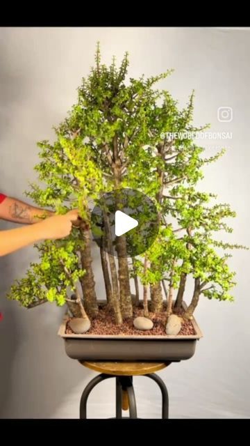 Discover the enchanting world of Dwarf Jade Bonsai forests with @theworldofbonsai, showcasing the artistry behind their creation! 🌳✨... | Instagram Bonsai Maintenance, Shimpaku Juniper Bonsai, Shohin Bonsai Juniper, Jade Bonsai, Satsuki Azalea Bonsai, Bonsai Forest, Bonsai Santigi, Jade, Forest