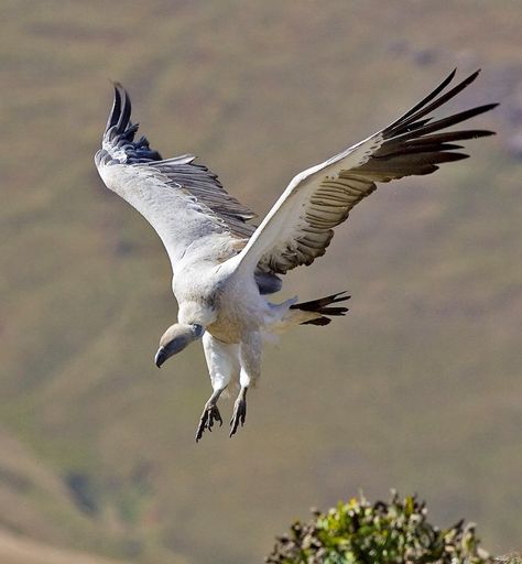 Flying Vulture, Griffon Vulture, Animal Poses, Africa Wildlife, Wild Animals Pictures, Animal Study, Animal References, Big Bird, Bird Drawings