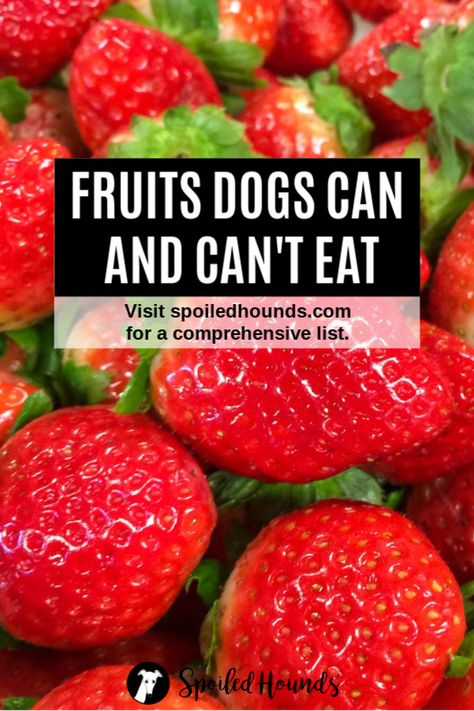 Can Dogs Have Strawberries, Food Dogs Can Have, Pet Recipes, Watermelon For Dogs, Fruit Dogs Can Eat, Things Dogs Cant Eat, Can Dogs Eat Bananas, Can Dogs Eat Watermelon, Can Dogs Eat Oranges