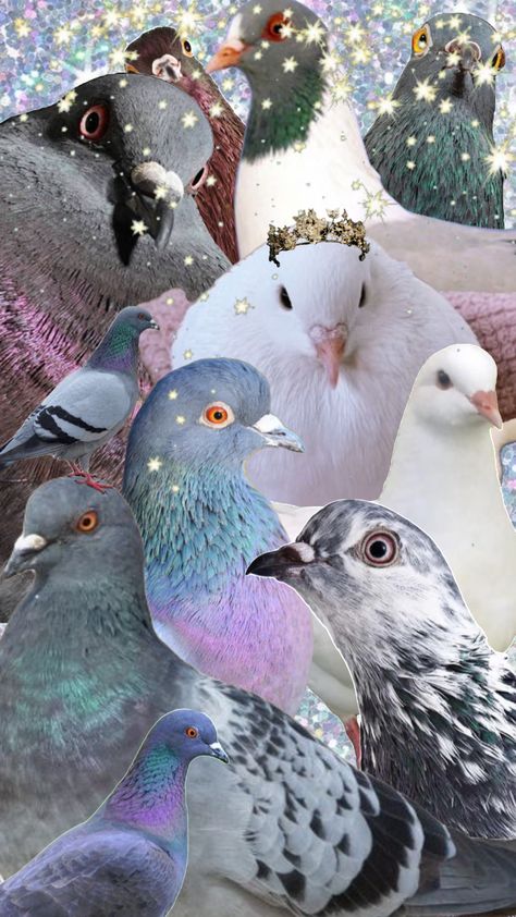 #pigeon Pigeon Wallpaper, Pigeon Art, Pet Pigeon, Cute Pigeon, Geeky Art, Little Birds, Live Wallpapers, Paloma, Pigeon