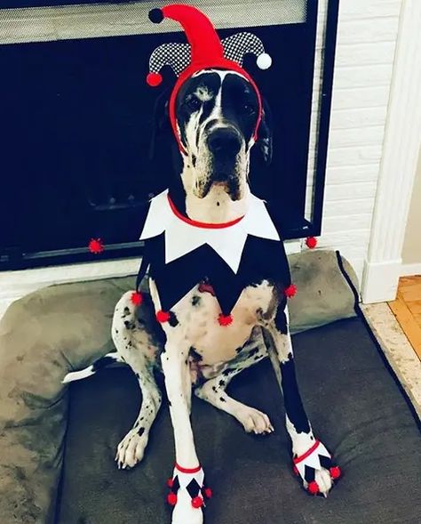 14 Funny Great Dane Costumes For Halloween 2020 - PetPress Great Dane Halloween Costumes, Great Dane Costume, Large Dog Halloween Costumes, Great Dane Halloween, Big Dog Halloween Costumes, Big Dog Costumes, Dog Costumes Halloween Large, Dog Costumes Halloween, Shepherd Costume