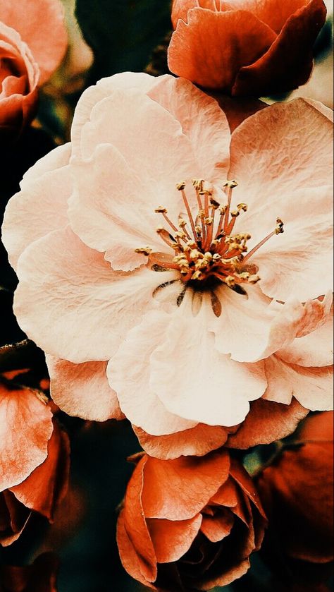 Dhalia Aesthetic Wallpaper, Minimal Aesthetic Instagram, Editorial Editing, Filter Photography, App Filter, Inspiration Wallpaper, Flower Background Images, Wallpaper Inspiration, 1 Wallpaper