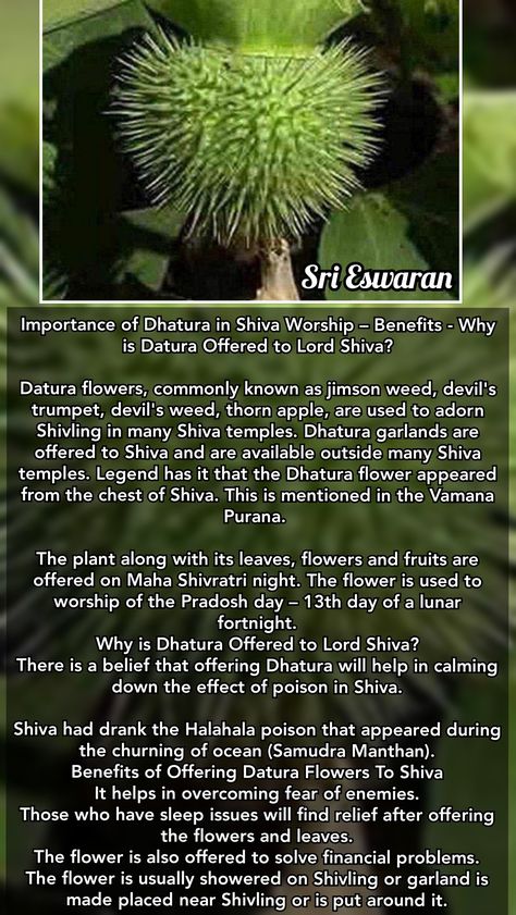 Shiva Purana, Thorn Apple, Santana Dharma, Vedic Science, Hinduism History, Devotional Topics, Indian Culture And Tradition, Indian Legends, Hindu Rituals