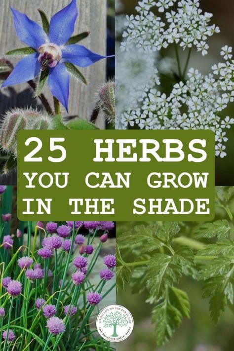 Herbs That Grow In Shade Outdoors, Must Have Medicinal Herbs, Medicinal Herb Garden Design Layout, Shade Loving Herbs, Herbs That Grow In Shade, Which Herbs Grow Well Together, Tea Garden Layout, Shade Herb Garden, Full Sun Herbs