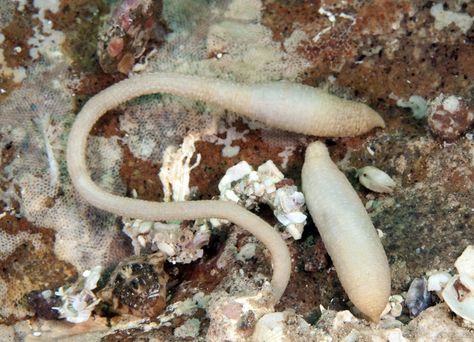 Peanut worms are deposit feeders that burrow in mud, rocks, and corals. Their bodies are unsegmented, and their proboscis can be pulled in, giving them a peanut shape. Wacky Worm Rig, Snake That Looks Like A Worm, Armadillidium Vulgare, Red Wiggler Worms Compost, Proboscis Worm, Find Picture, Belize, Canning, Animals