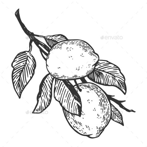 Tattoo Bein Frau, Lemon Drawing, Woodcut Tattoo, Fruit Tattoo, Engraving Tattoo, Engraving Illustration, Tattoo Style Drawings, Tattoo Portfolio, Tattoo Flash Art