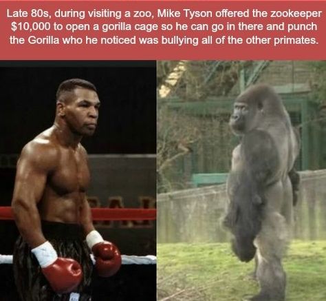 Top 3 Facts, What The Fact, Facts Funny, Wow Facts, Surprising Facts, Funny Fun Facts, Mike Tyson, True Facts, The More You Know