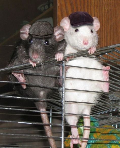 Mickey-Peaky Blinders... https://creanavt.tumblr.com/archive Rattus Rattus, Funny Rats, Mouse Photos, Fancy Rat, Cute Rats, Mouse Rat, Rat Terriers, Pet Rats, Silly Animals