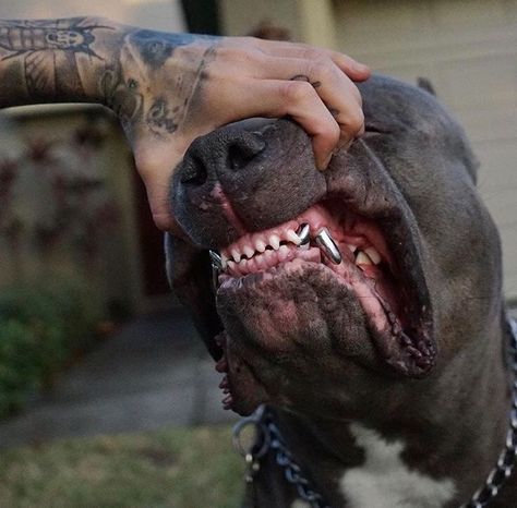 Pitt Bulls, Pit Bull Love, Pitbull Puppies, Sleeve Tattoo, Pitbull Dog, Thug Life, Animal Rights, Doberman, Jack Russell