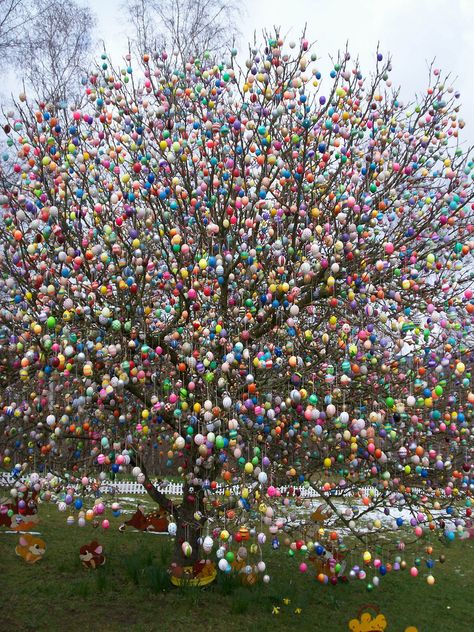 https://flic.kr/p/4CWi7K | Osterbaum in Saalfeld 2008 German Easter Traditions, Diy Osterschmuck, Colored Eggs, Easter Egg Tree, Egg Tree, Easter Tree Decorations, Easter Parade, Easter Traditions, Easter Decorations Outdoor