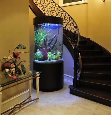 Octopus Tank Aquarium, Pet Octopus Aquarium, Cylinder Aquarium, Big Fish Tank, Koi Aquarium, Pet Octopus, Big Fish Tanks, Octopus Tank, Conservatory Room