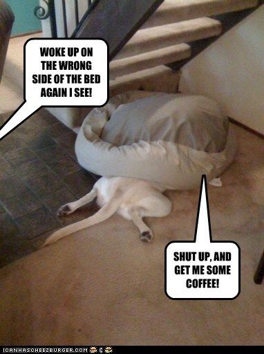 Pinterest Humor, Funny Pictures With Captions, Coffee Is Life, Can't Stop Laughing, Funny Pranks, Coffee Quotes, Funny Animal Pictures, Funny Cartoons, Animal Party