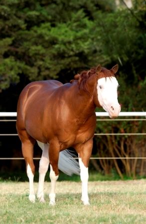 Gunner Gunner Kennels, Irish Hunter Horse, Grullo Quarter Horse, Palomino Western Horse, Aqha Stallion, Quarter Horse Stallion, Aqha Horses, Fierce Animals, Horse Crazy Girl