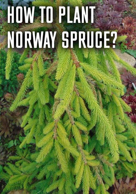 Weeping Norway Spruce Landscape, Norway Spruce Tree Landscaping, Pnw Landscaping, Weeping White Spruce, Weeping Norway Spruce, Norway Spruce Tree, Compost Garden, Plants Outside, Pruning Fruit Trees