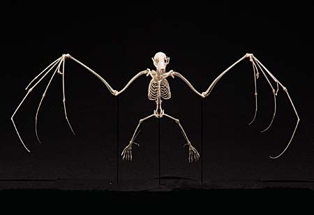 Fruit Bat Skeleton Bat Skeleton Anatomy, Animals Skeleton, Bat Bones, Animal Skeleton, Sugar Skull Costume, Bat Skeleton, Bat Skull, Sugar Skull Halloween, Spooky Black