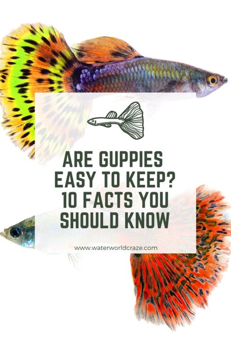 Guppy Fish Care, Guppies Fish Tank, Guppy Aquarium Ideas, Guppy Fish Types, Guppies Fish Tank Ideas, Pet Fish Bowl, Guppy Fish Tank Ideas, Guppy Tank Ideas, Guppy Fish Tank