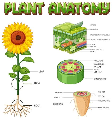 Plant Diagram, Neet Notes, Plant Structure, Nature Education, Skin Moles, Plant Drawing, Tree Roots, Plant Stem, Plant Roots