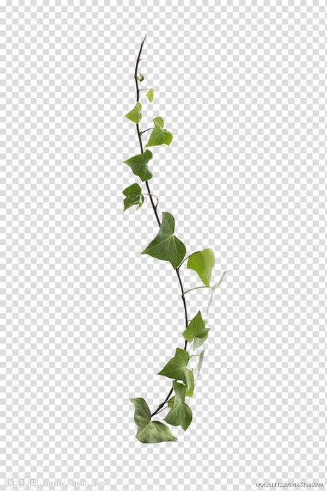 Virginia Creeper Vine, Common Ivy, Herb Tattoo, Plant Vines, Flower Poetry, Creepers Plants, Ivy Flower, Vine Plants, Grape Tree