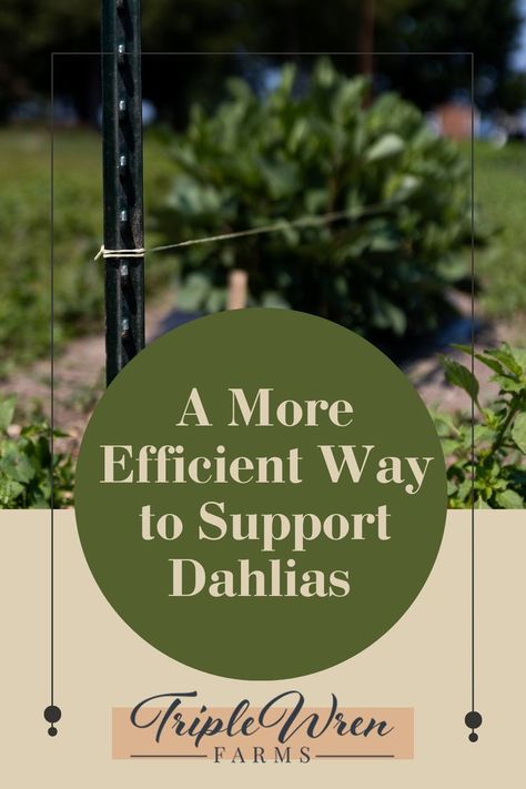 Planting Dahlias, Dahlias Garden, Flower Farmer, Dahlia Flower, Plant Supports, Garden Stakes, Flower Farm, Wren, Horticulture