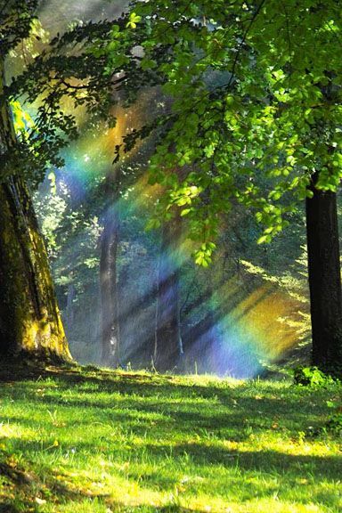 A simple explanation of what rainbows are and why we see them, as well as the different types of rainbows you can see too. #Rainbows Foto Tips, Enchanted Forest, Green Grass, In The Forest, Amazing Nature, Nature Beauty, Pretty Pictures, Beautiful World, The Forest