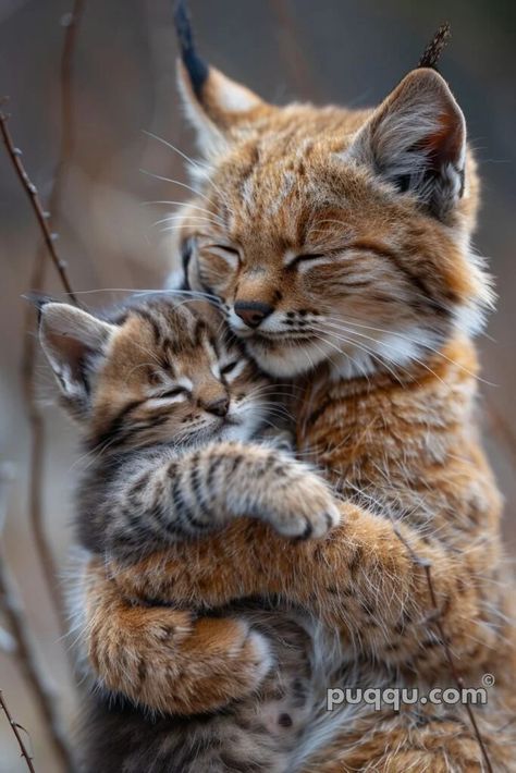 Animals Cuddling, Mother And Baby Animals, Animal Hugs, Beautiful Cats Pictures, Scary Dogs, Cat Mama, Wild Animals Pictures, Söt Katt, Baby Animals Pictures