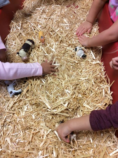 We filled the sensory table with hay and hid the farm animals during our farm unit. Farm Sensory Bin Infants, Farm Sensory Bin Toddlers, Hay Sensory Bin, Farm Petting Zoo Ideas, Farm Activities For Kids, Farm Unit Preschool, Farm Week, Preschool Farm, Farm Lessons