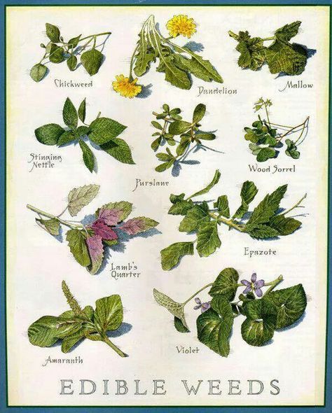 Edible weeds Edible Weeds, Wild Foraging, Edible Wild Plants, Healing Plants, Wild Edibles, Wild Food, Wild Plants, Edible Plants, Healing Herbs